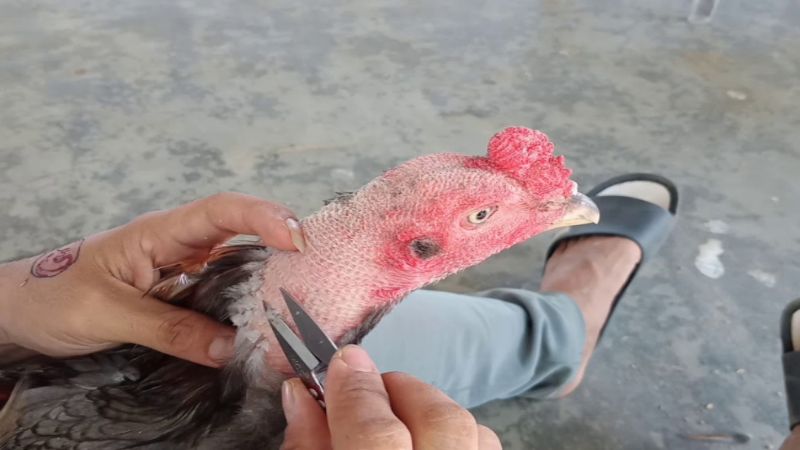 Chăm sóc gà để tránh các bệnh về da